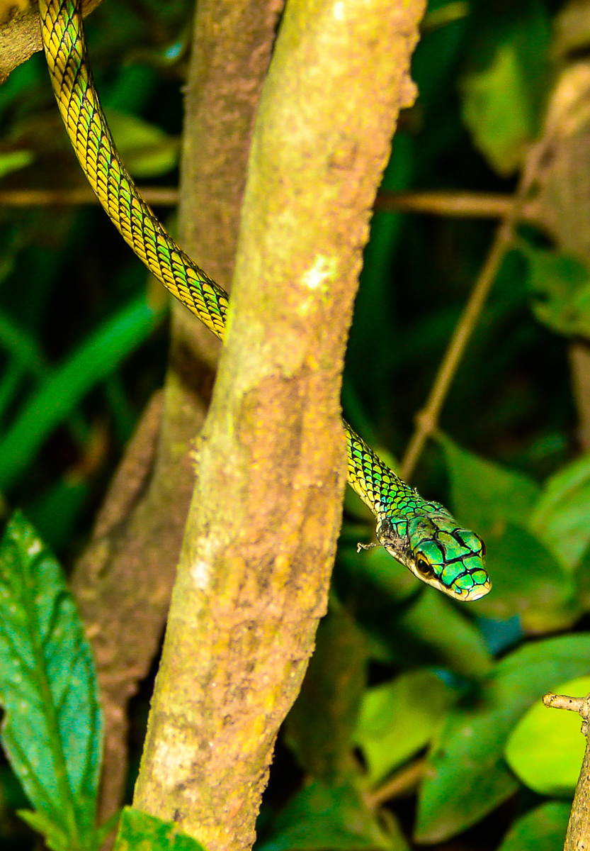 Parrot Snake  by Reinhard Thomas ©